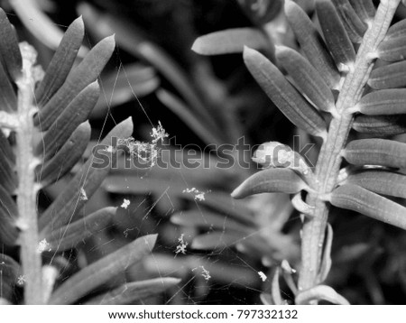 Snowflakes on Evergreen Bush - Close up black and white photograph of snowflakes on an evergreen bush with new buds on the branch.  Selective focus on the snowflakes in the middle of the image. 