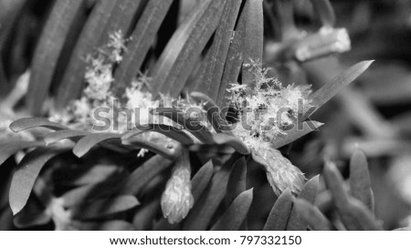 Snowflakes on Evergreen Bush - Close up black and white photograph of snowflakes on an evergreen bush with new buds on the branch.  Selective focus on the snowflakes in the middle of the image. 