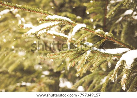 Winter wonderland background. Snowy fir trees winter card