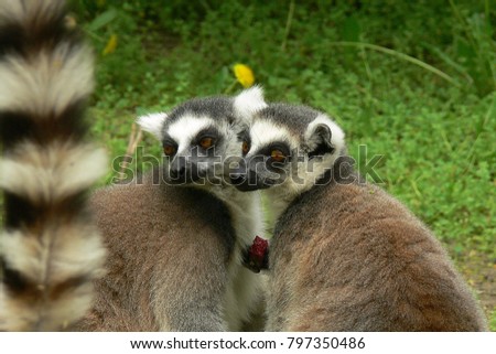 As if these ring tailed lemurs were making a romantic selfie with selfie stick tail...