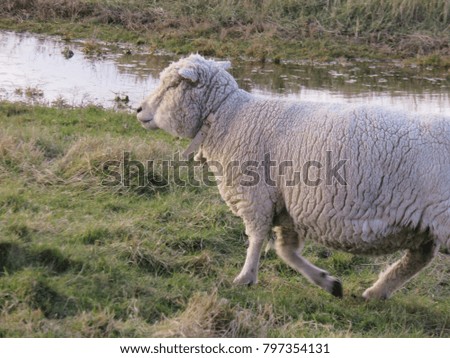Fluffy tagged and marked sheep grazing on the South Downs in rural Sussex, England.