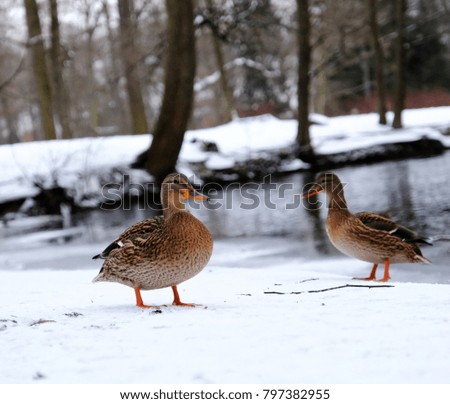 ducks on the snow