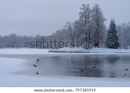 Frozen pond and swimming ducks. Cold Russian winter