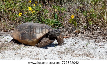 Turtle, gopher tortoise (Gopherus polyphemus) walking on a path in the sun, bushes in the background, Sanibel Island, Florida USA
