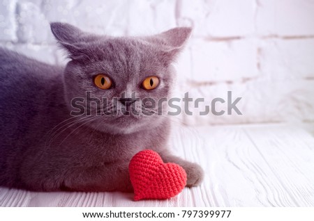 Funny shocked scottish cat lying in front of toy heart in front of white brick wall. St Valentines day vintage tone Royalty-Free Stock Photo #797399977
