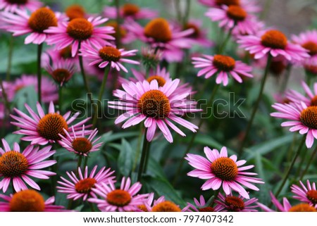 A vibrant growing patch of Echinacea Purpurea also known as Purple Coneflower.  Royalty-Free Stock Photo #797407342