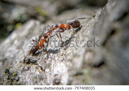 Ants fight, communicate or just kiss on a tree