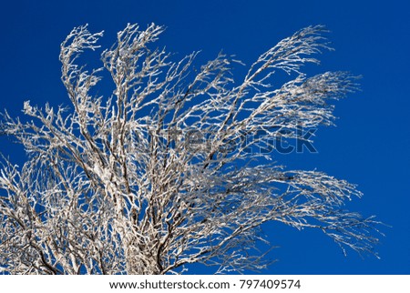 winter snow-covered branches of a tree or bush against a bright blue sky