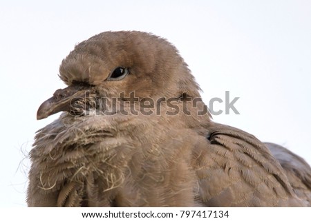 A young collared dove squab, after it had just left the nest, standing on a fence long enough for this picture.