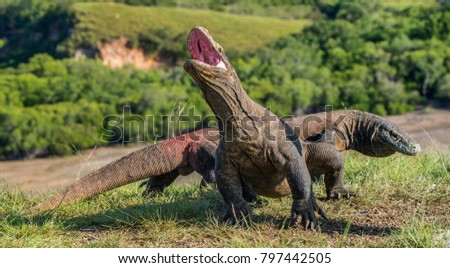The Komodo dragon  Varanus komodoensis  raised the head with open mouth. It is the biggest living lizard in the world. Island Rinca. Indonesia.