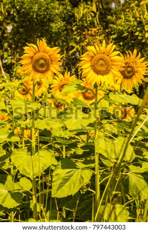 Sunflower field in Thai country, Thailand.