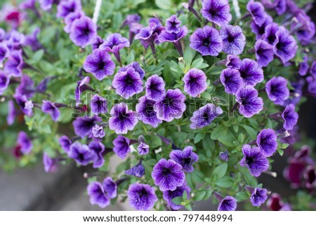 Closeup Petunia flowers, Macro images Royalty-Free Stock Photo #797448994