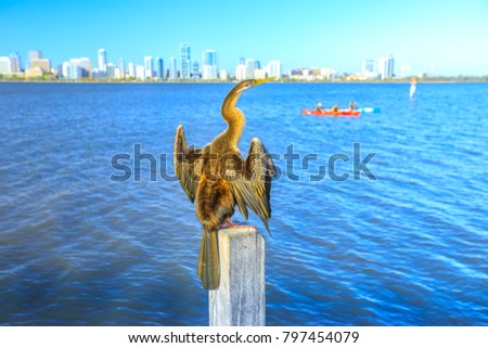 Australian Cormorant on a wooden pillar drying its wings on the Swan River in Perth, Western Australia. Perth city skyline and people with kayak on blurred background.