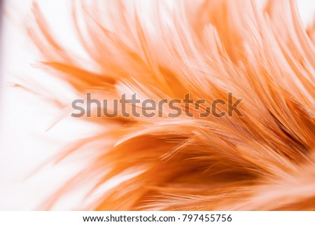 Brown chicken feathers in soft and blur style for the background. bird