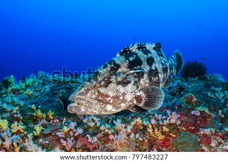 Large Marbled Grouper being cleaned on a tropical coral reef