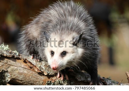 young possum on a log