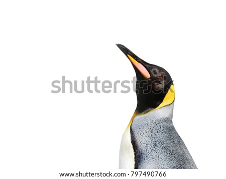 Penguins as background / Penguins are a group of aquatic, flightless birds. They live almost exclusively in the Southern Hemisphere