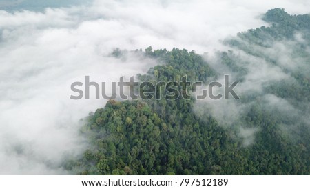 Rainforest and clouds. Aerial photo of jungle rain forest