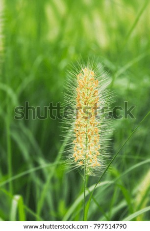 A foxtail grass