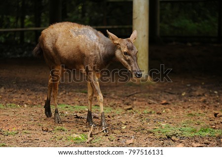 Calamian Deer (Axis calamianensis)