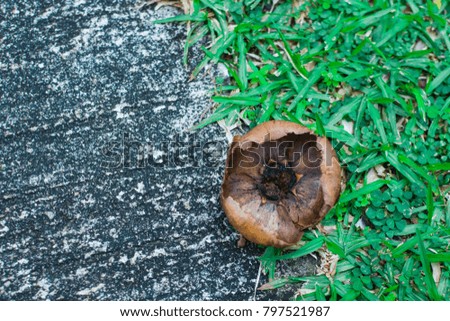 Palmyra palm peel on the grass and cement road