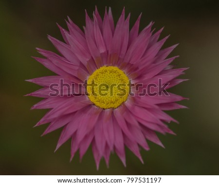 Pink flower with yellow centre