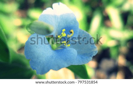 blue grass flower Royalty-Free Stock Photo #797531854
