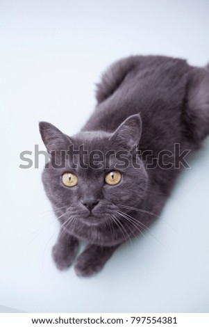 Pet cat close up image