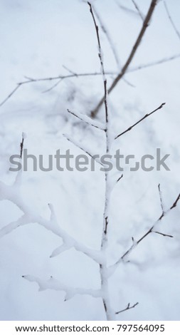 Frozen tree branch. snow on tree snow and branch texture background