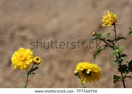 Beautiful Marigold Flower