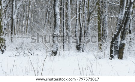 Frozen tree branch. snow on tree snow and branch texture background