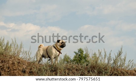 The wet little dog is a pug Konfuciy, looking distant, against the background of a blue sky.