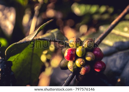 Coffee beans plant in the nature