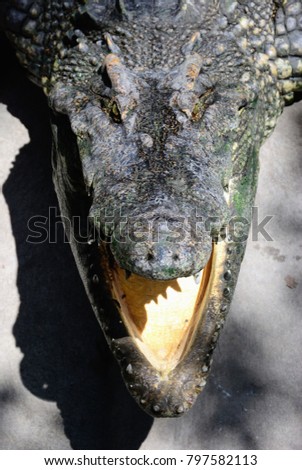 Close up picture of Crocodile head. Crocodile is opening its mouth.