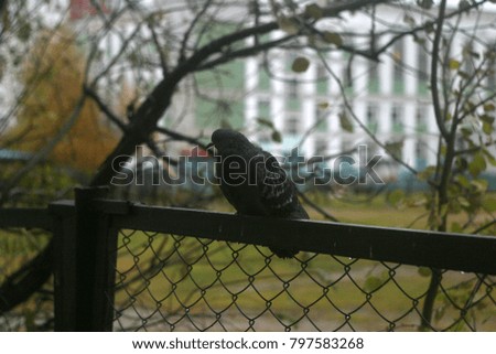 Birds, pigeons in the yard. Autumn and winter background