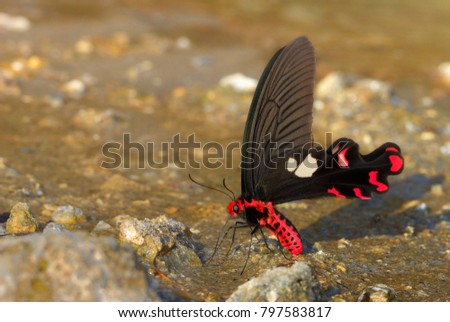Close up picture of beautiful butterfly. red and black butterfly on the ground. Picture with copy space. Beautiful insect.