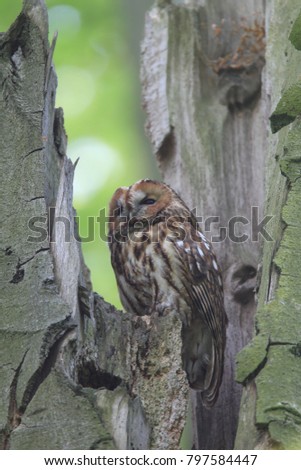 Tawny owl or brown owl (Strix aluco)  in a hollow tree stump Germany