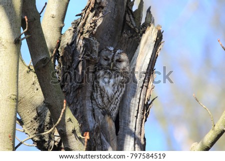 Tawny owl or brown owl (Strix aluco)  in a hollow tree stump Germany