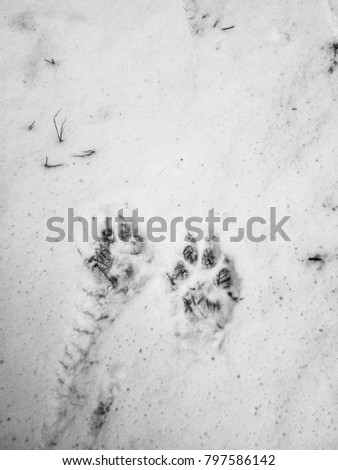 Traces of a wolf in the snow, traces in the snow