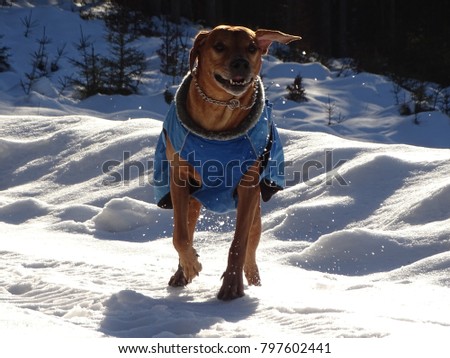 In the photo is a dog Rhodesian ridgeback on the snowy road near the town Fall (Bavaria). He is playing on the snow. We can see a thick layer of snow. Photography was made in the winter.
