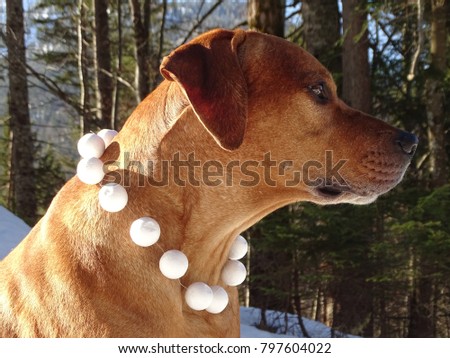 In the photo is portrait of a dog Rhodesian ridgeback with snowballs around his neck. Photography was made near the town Fall (Bavaria). 
