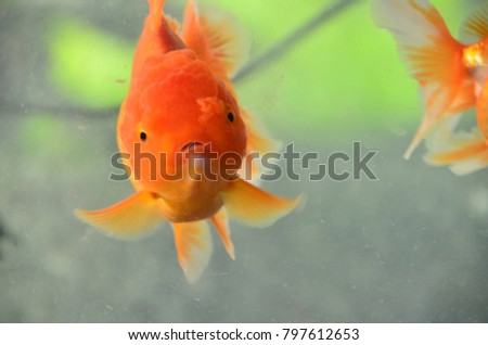 goldfish in decorative