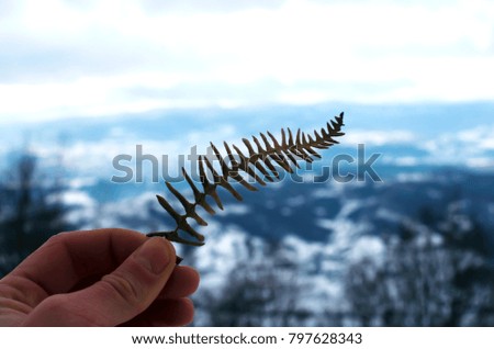 hand holds a fern against the background of mountains, snow, clouds