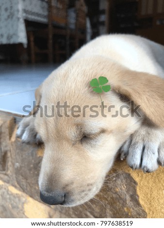 Puppy sleeping on the floor with clover leaf