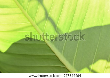 tropical green leaf structure pattern wallpaper