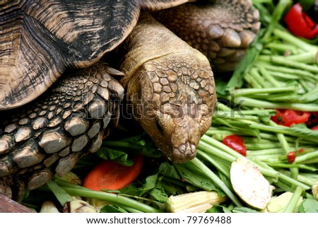 Turtle eating vegetables