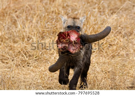 Spotted hyena cub running off proudly after taking possession of a skull and horns