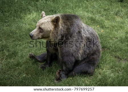 A relaxed brown bear sit in the grass. Picture with a moody feeling.