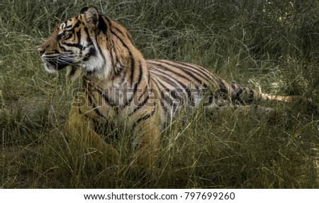 A Sumatra tiger lying in the grass. The picture has a moody melancholy feeling.