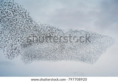 Large flock of starlings Royalty-Free Stock Photo #797708920
